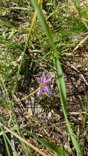 Rosy sandcrocus