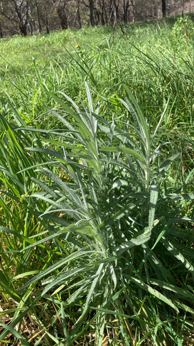 cotton burnweed