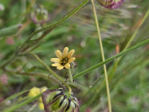 Osteospermum monstrosum, photograph 3