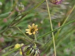 Osteospermum monstrosum, photograph (c) Chantel McWilliam, some rights reserved (CC BY)