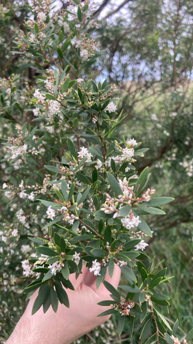 coastal beard-heath
