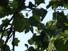 Cyanistes caeruleus
