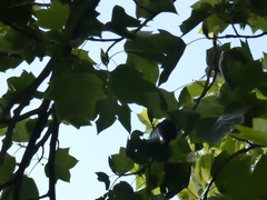 Cyanistes caeruleus