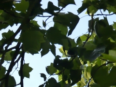 Cyanistes caeruleus