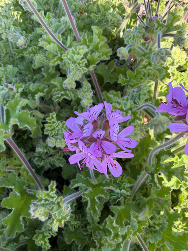rose-scented geranium