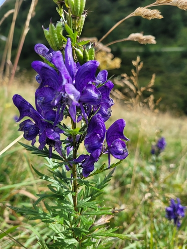 Aconitum variegatum, photograph 4