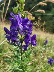 Aconitum variegatum, photograph (c) Annett Gallwas, some rights reserved (CC BY)
