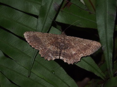 Ruttellerona pseudocessaria