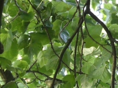 Cyanistes caeruleus