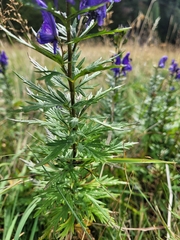 Aconitum variegatum, photograph (c) Annett Gallwas, some rights reserved (CC BY)