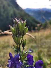 Aconitum variegatum, photograph (c) Annett Gallwas, some rights reserved (CC BY)