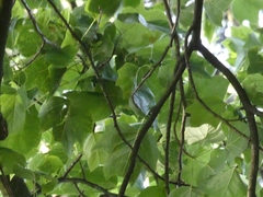 Cyanistes caeruleus