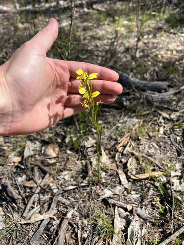 Diuris goonooensis