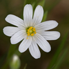 Greater Stitchwort - Photo (c) Anne SORBES, some rights reserved (CC BY-NC-SA), uploaded by Anne SORBES