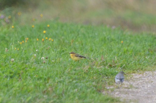 iNaturalist image