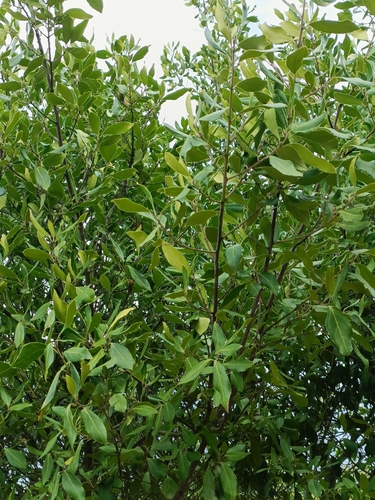Rhamnus alaternus alaternus