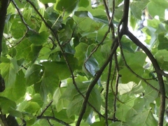 Cyanistes caeruleus