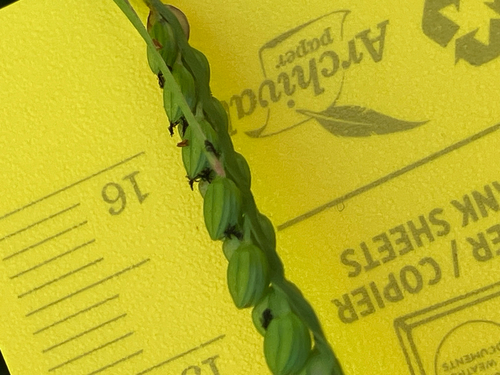 Paspalum laeve