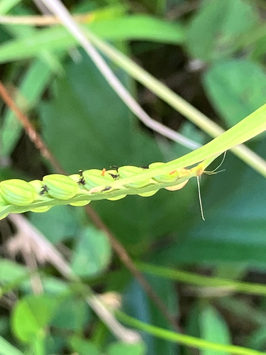Paspalum laeve, photograph 2