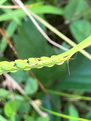 (c) Bryan Connolly, some rights reserved (CC BY) Paspalum laeve, photograph (c) Bryan Connolly, some rights reserved (CC BY)