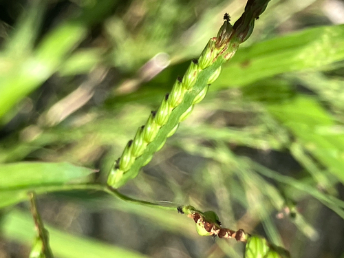 Paspalum laeve, photograph 3