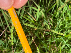 (c) Bryan Connolly, some rights reserved (CC BY) Paspalum laeve, photograph (c) Bryan Connolly, some rights reserved (CC BY)