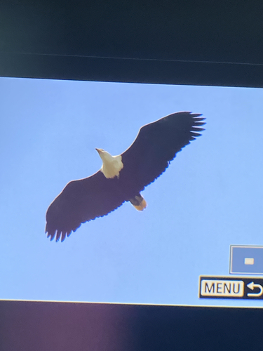 iNaturalist image