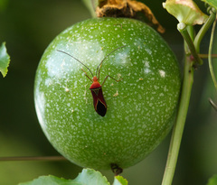 Anisoscelis hymenipherus