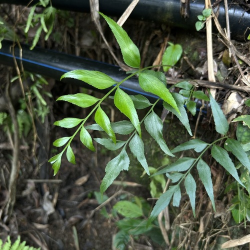 Asplenium falcatum observed 2026-09-07