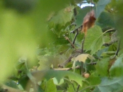 Cyanistes caeruleus
