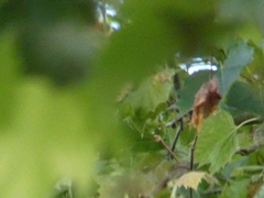 Cyanistes caeruleus