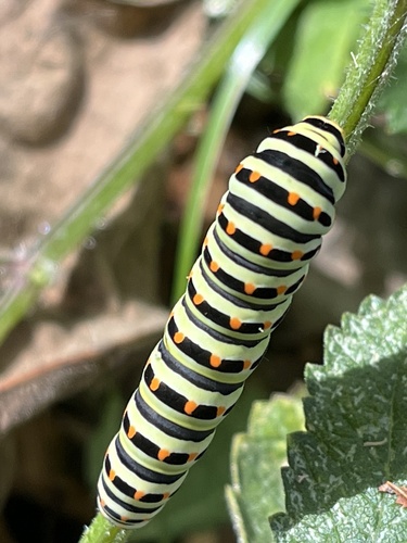 Papilio machaon
