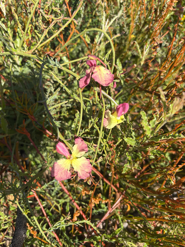 yellow leschenaultia
