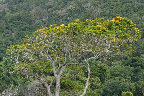 Deplanchea tetraphylla