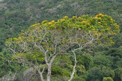 Deplanchea tetraphylla