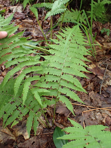 Deparia acrostichoides, photograph 3