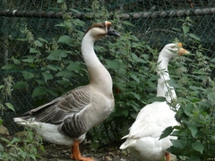 Anser cygnoides domesticus