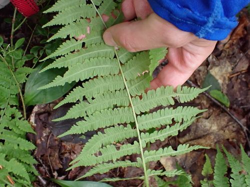 Deparia acrostichoides, photograph 4