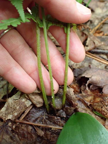 Deparia acrostichoides, photograph 5