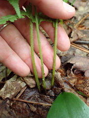 Deparia acrostichoides, photograph (c) Steven Lamonde, some rights reserved (CC BY)