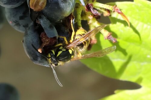 German Yellowjacket