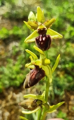 Ophrys sphegodes sphegodes