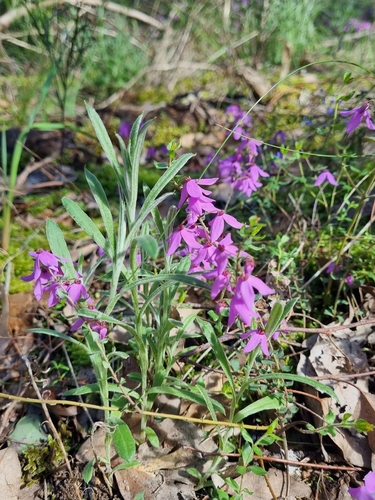 Tetratheca ciliata, photograph 5