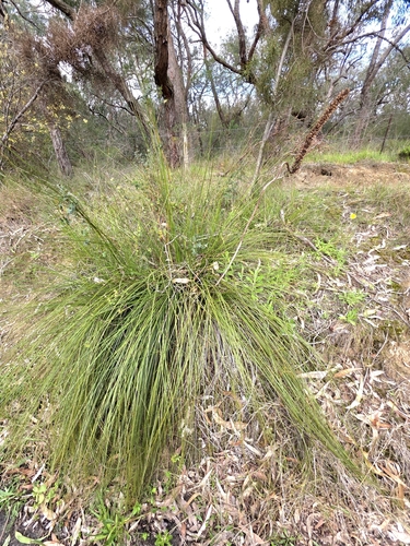 Xanthorrhoea minor