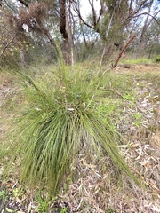 Xanthorrhoea minor