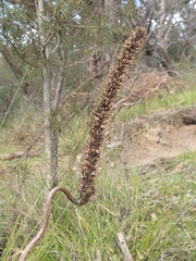 Xanthorrhoea minor, photograph (c) Ian Rainbow, some rights reserved (CC BY)