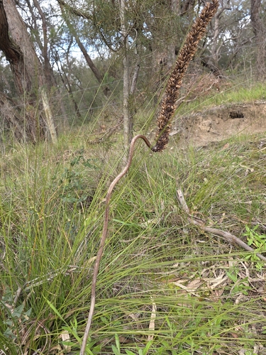 Xanthorrhoea minor, photograph 3