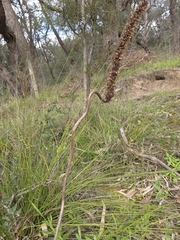Xanthorrhoea minor, photograph (c) Ian Rainbow, some rights reserved (CC BY)