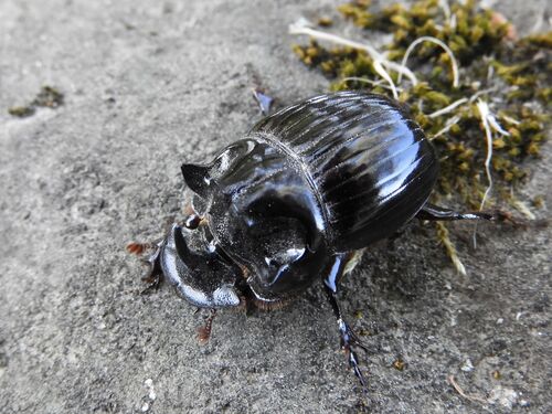Copris lunaris