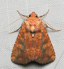Perigea xanthioides